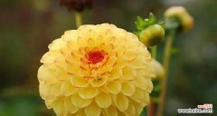 探寻花的语言之美 花语之美