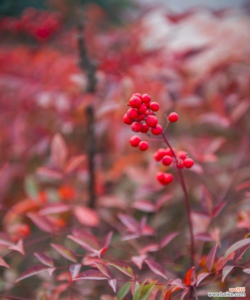 以南天竹的寓意探寻生命的坚韧 南天竹