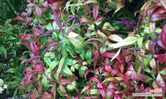 探寻南天竹的内涵与象征意义 南天竹寓意象征与人生哲理