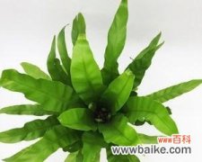 探寻鸟巢蕨花的浪漫寓意 鸟巢蕨花语之深情呼唤