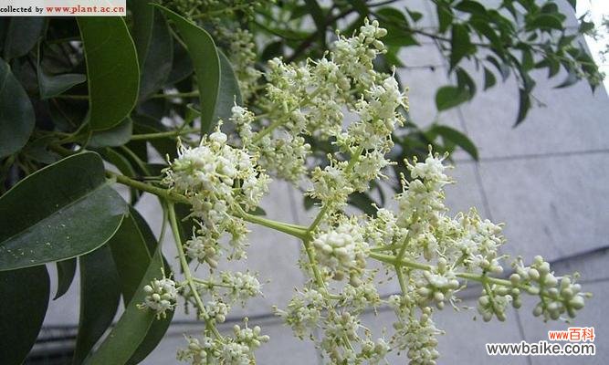 揭秘女贞花花语的深层含义 女贞花的花语与魅力