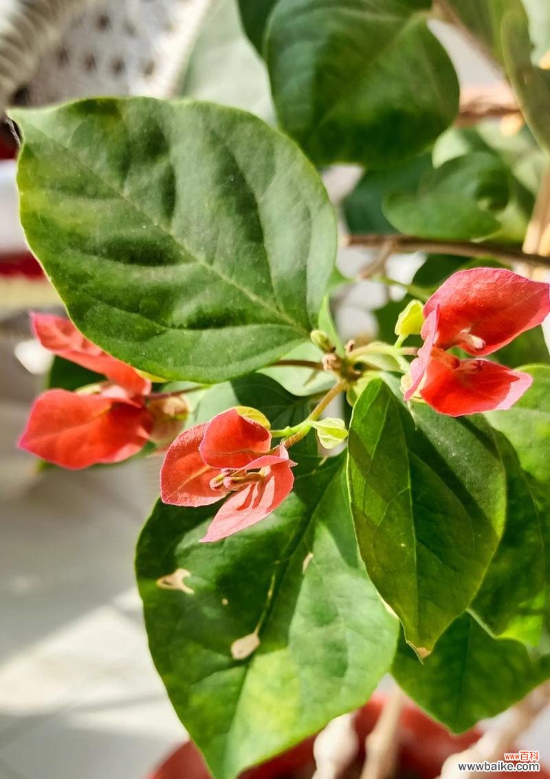 子宝花的花语有何含义？适合送给谁？