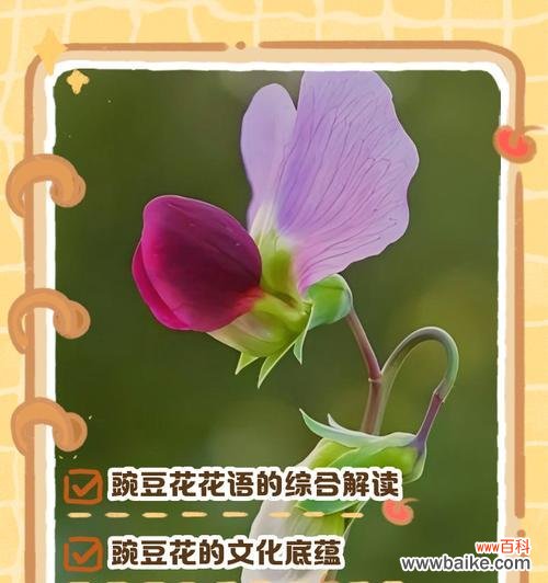 欧粉玫瑰花语代表什么？如何选择送给特别的人？