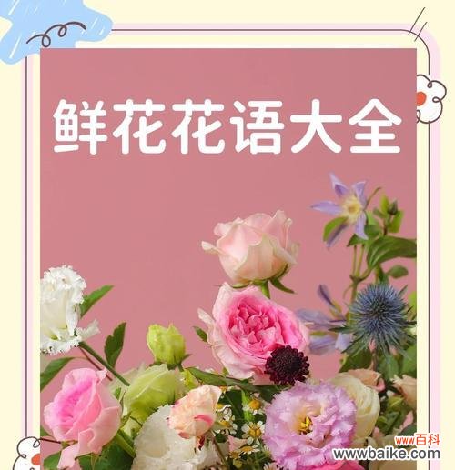 欧粉玫瑰花语代表什么？如何选择送给特别的人？