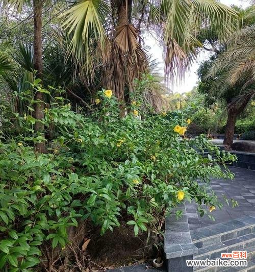 软枝黄蝉花语有何特别之处?适合什么场合?