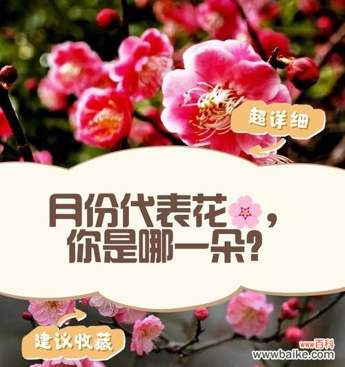 花语是几月份最应景？如何根据月份选择花卉？