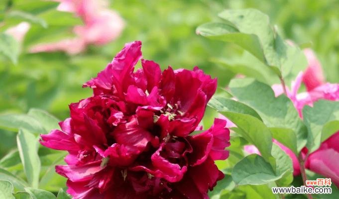 花语是几月份最应景？如何根据月份选择花卉？