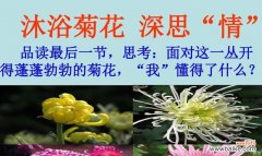 菊花的花语有哪些？如何用菊花表达情感？