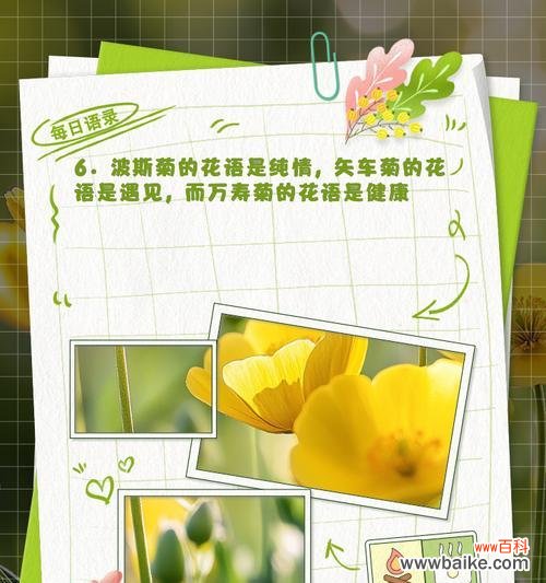 菊花的花语有哪些?如何用菊花表达情感?