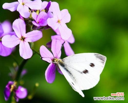 醉蝴蝶花花语是什么?如何用它来表达爱慕?