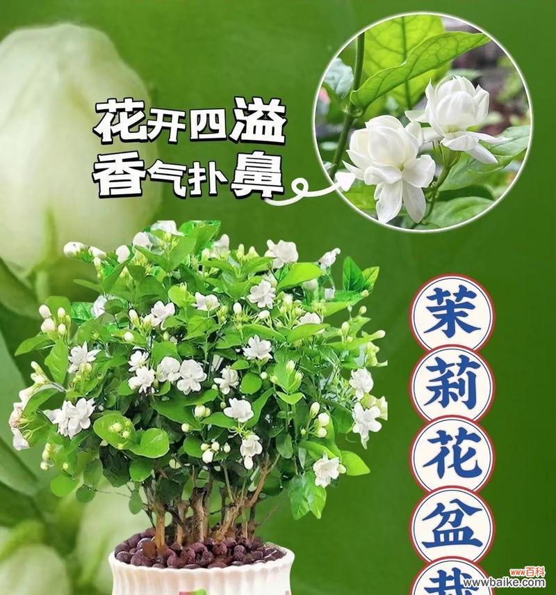 唯一花语的花有哪些？如何挑选表达独一无二的花？