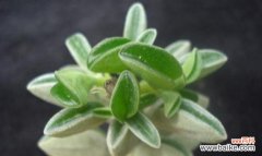 圆叶椒草花语代表什么？如何用它来净化空气？