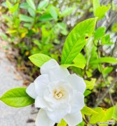 栀子花有花语吗？如何用栀子花表达纯洁的爱？