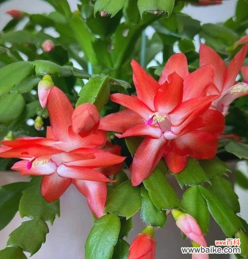 红蟹爪兰花语有何寓意?如何用它来庆祝特殊时刻?