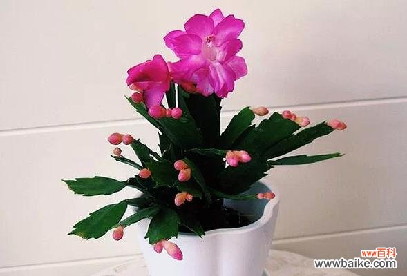 红蟹爪兰花语有何寓意?如何用它来庆祝特殊时刻?