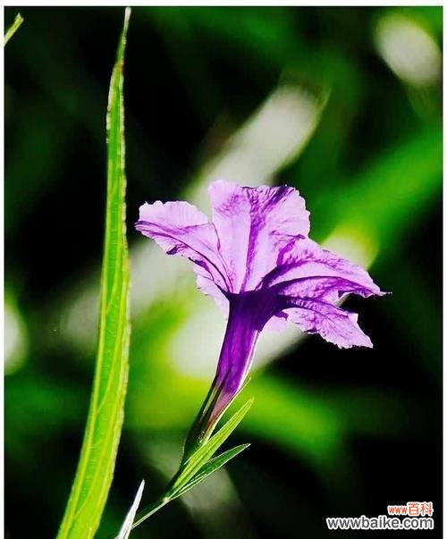 紫翠芦莉的花语有哪些?如何理解紫翠芦莉的花语?