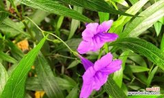 紫翠芦莉的花语有哪些？如何理解紫翠芦莉的花语？