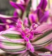 白吊兰花的花语是什么？它代表了哪些含义？