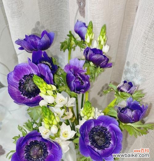 风之花的花语是什么?它代表了哪些含义?