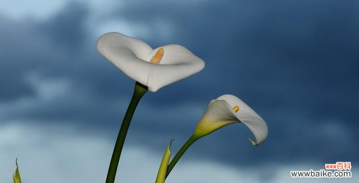 白色马蹄莲的花语及其象征意义解析 白色马蹄莲的花语——纯洁与宁静