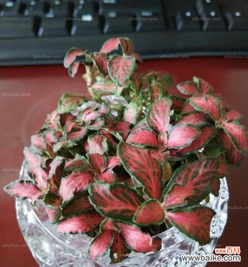 揭秘白网纹草的寓意和象征 白网纹草的花语与含义