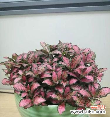 揭秘白网纹草的寓意和象征 白网纹草的花语与含义