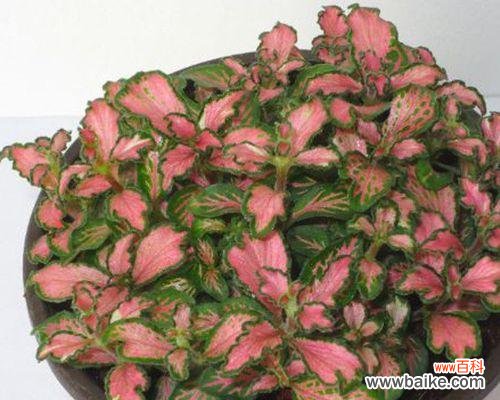 揭秘白网纹草的寓意和象征 白网纹草的花语与含义