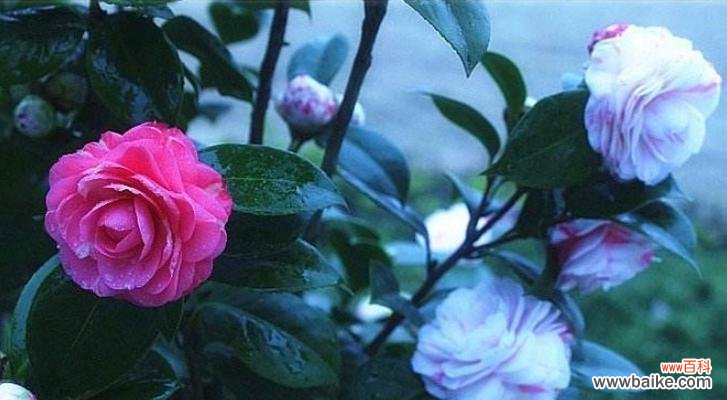 探寻白山茶的花语与内涵,解读幸福与纯洁的象征 白山茶花语的深刻意义