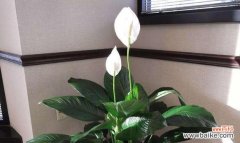 探寻白掌花语的深层意义，感受自然之美 白掌花语之美——花语、寓意与文化内涵