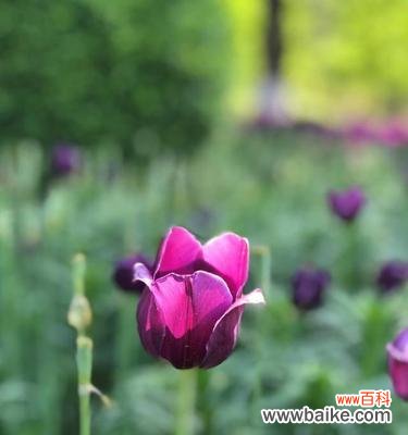 探索半冠树的成因、生态和文化意义 半冠树