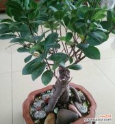 探索半冠树的成因、生态和文化意义 半冠树