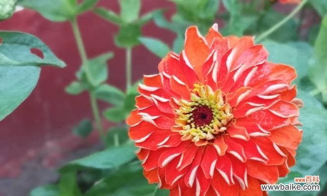 揭示百日草花语的神秘密码 百日草的花语之美