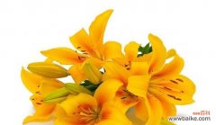 揭示花朵背后的秘密 百合花语的深层含义