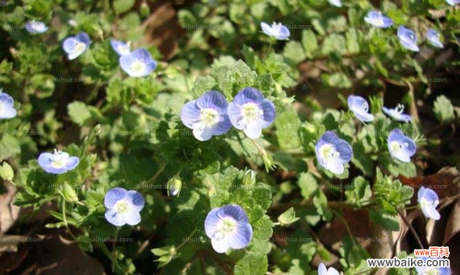 用花语表达对婆婆的感激与爱意 以婆婆纳的花语传递深情厚谊