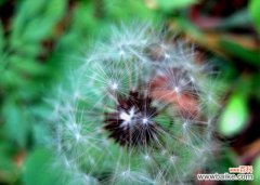 蒲公英飞舞 蒲公英的花语和传说