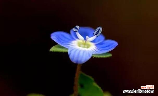 探索婆婆纳花所代表的深刻含义 以婆婆纳的花语是什么