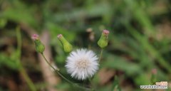 探寻蒲公英的深层含义 蒲公英的花语与寓意