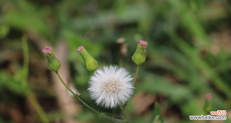 探寻蒲公英的深层含义 蒲公英的花语与寓意
