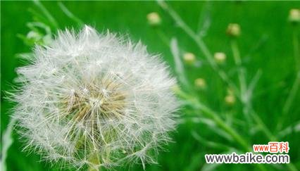 深度解读蒲公英的含义与象征 蒲公英的花语与寓意