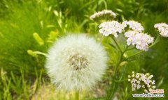 探寻蒲公英的深层含义 蒲公英的花语与寓意和象征