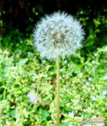 以蒲公英为象征 蒲公英的寓意与人生哲理