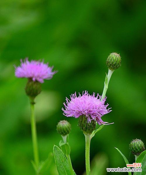 探寻蒲公英花语的源头 蒲公英花语与寓意