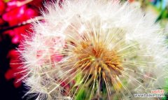 用心感受蒲公英的含义 蒲公英花语与象征意义