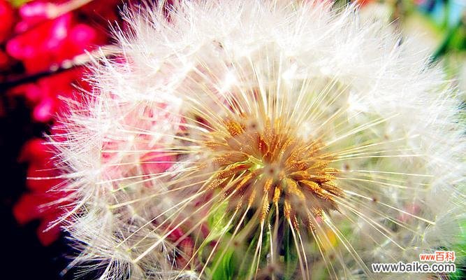 用心感受蒲公英的含义 蒲公英花语与象征意义