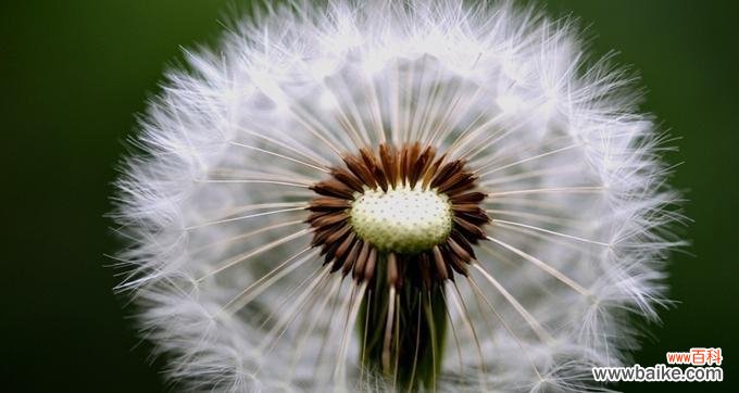 探秘蒲公英花的象征意义及传统文化内涵 蒲公英花语浅析