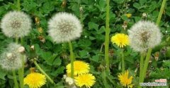 探寻蒲公英的内涵 蒲公英的寓意与象征