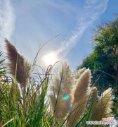 探寻蒲苇草的象征意义与传承 蒲苇草的花语与寓意