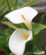 大叶白掌的花语是什么？它代表了哪些含义？