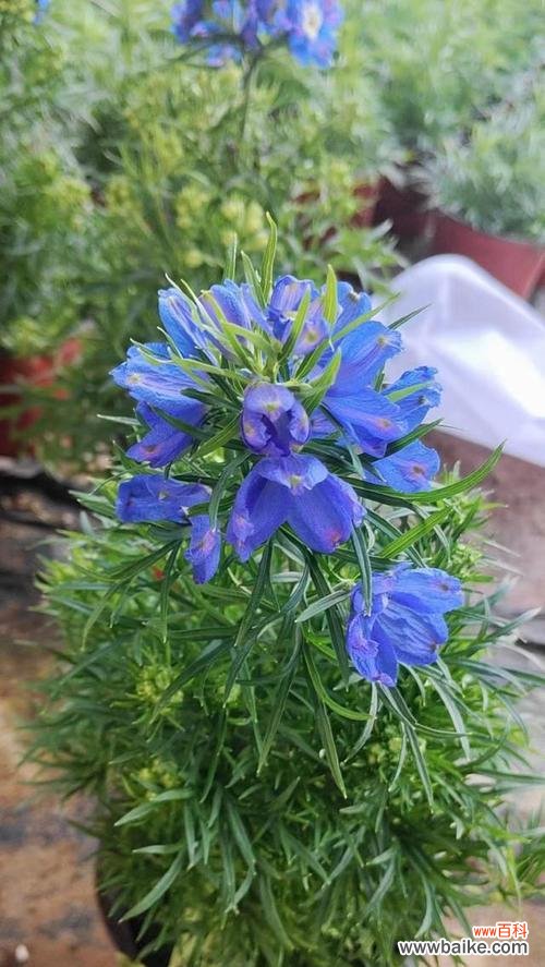 蓝飞燕草的花语有哪些？蓝飞燕草象征着什么？