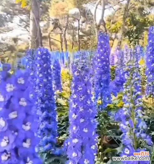 蓝飞燕草的花语有哪些？蓝飞燕草象征着什么？